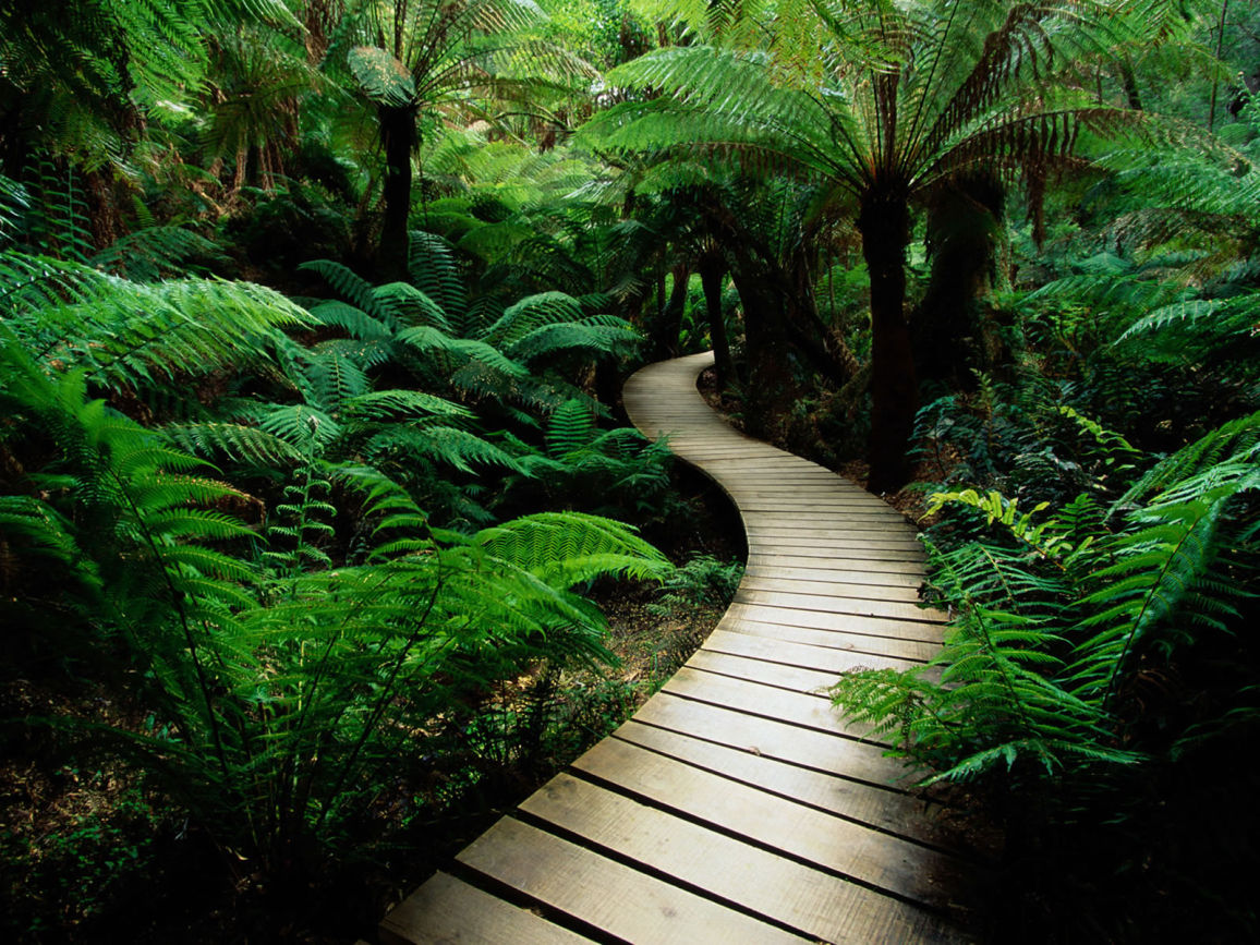 forestwalk