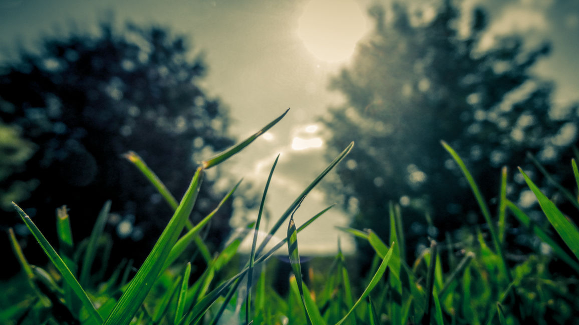 through the grass